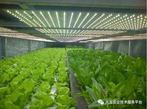 棚室采光不佳的應(yīng)對(duì)策略與植物提取物研發(fā)的機(jī)遇與挑戰(zhàn)